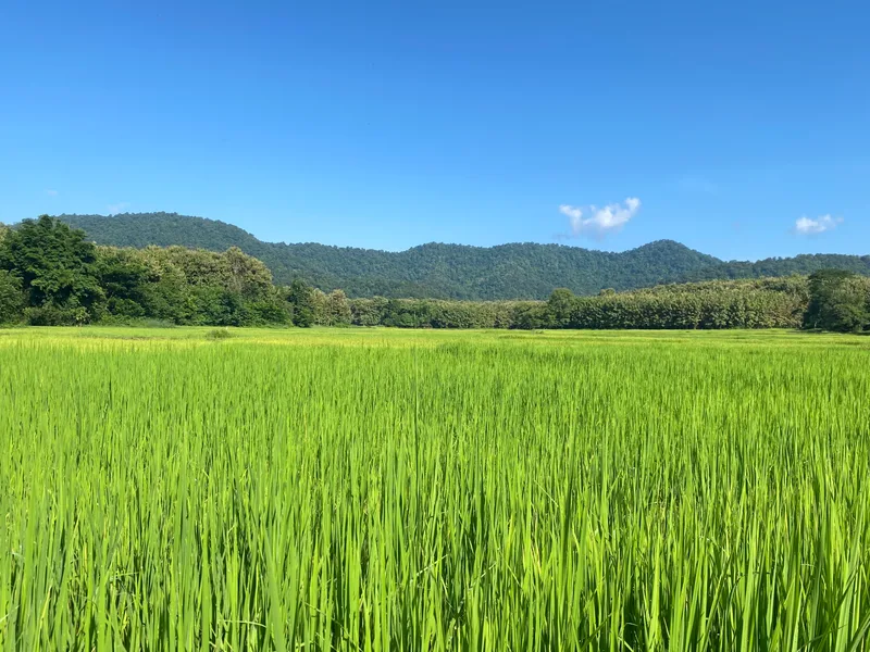 ทุ่งข้าวสีเขียว แนวภูเขา และท้องฟ้าสีฟ้า